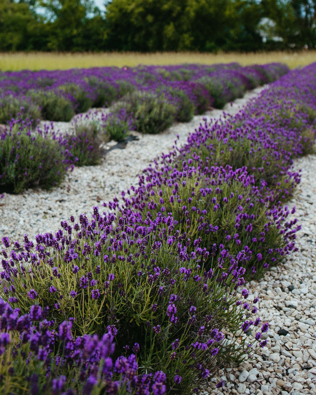 U-Pick Lavender on Jul 3 & 4!